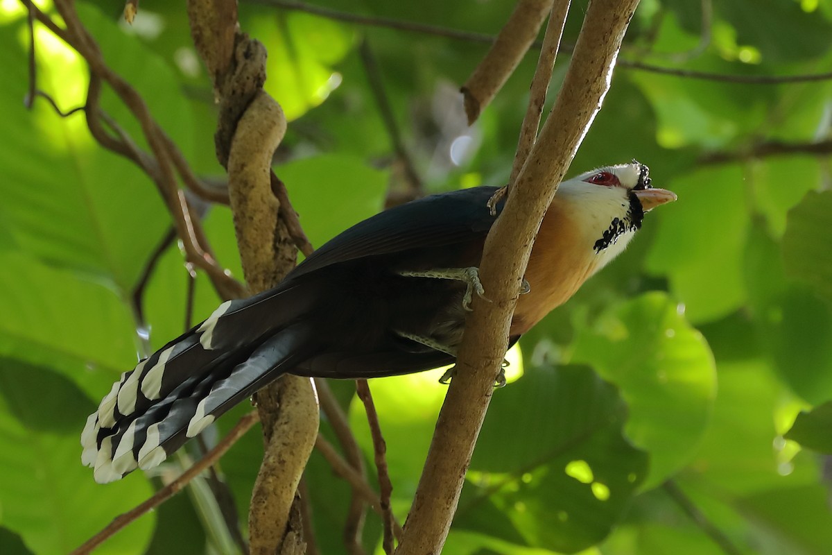 Scale-feathered Malkoha - Jeran Lin