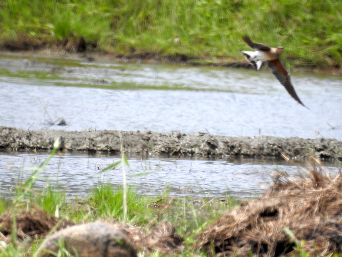 Oriental Pratincole - ML214395001