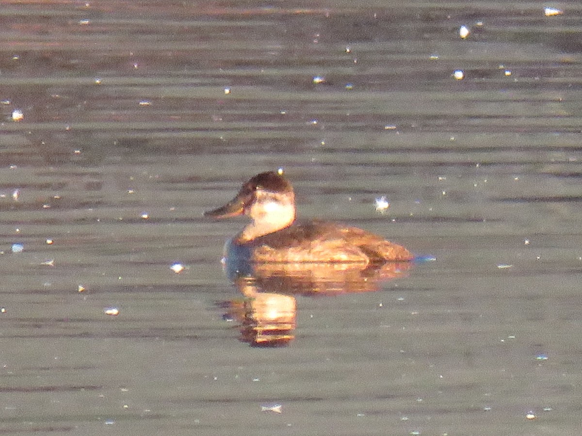 Ruddy Duck - Michael D Zehr