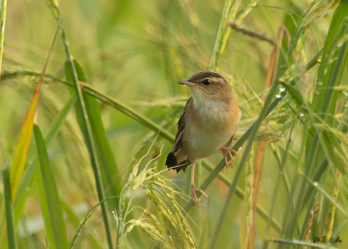 Pallas's Grasshopper Warbler - ML214395531