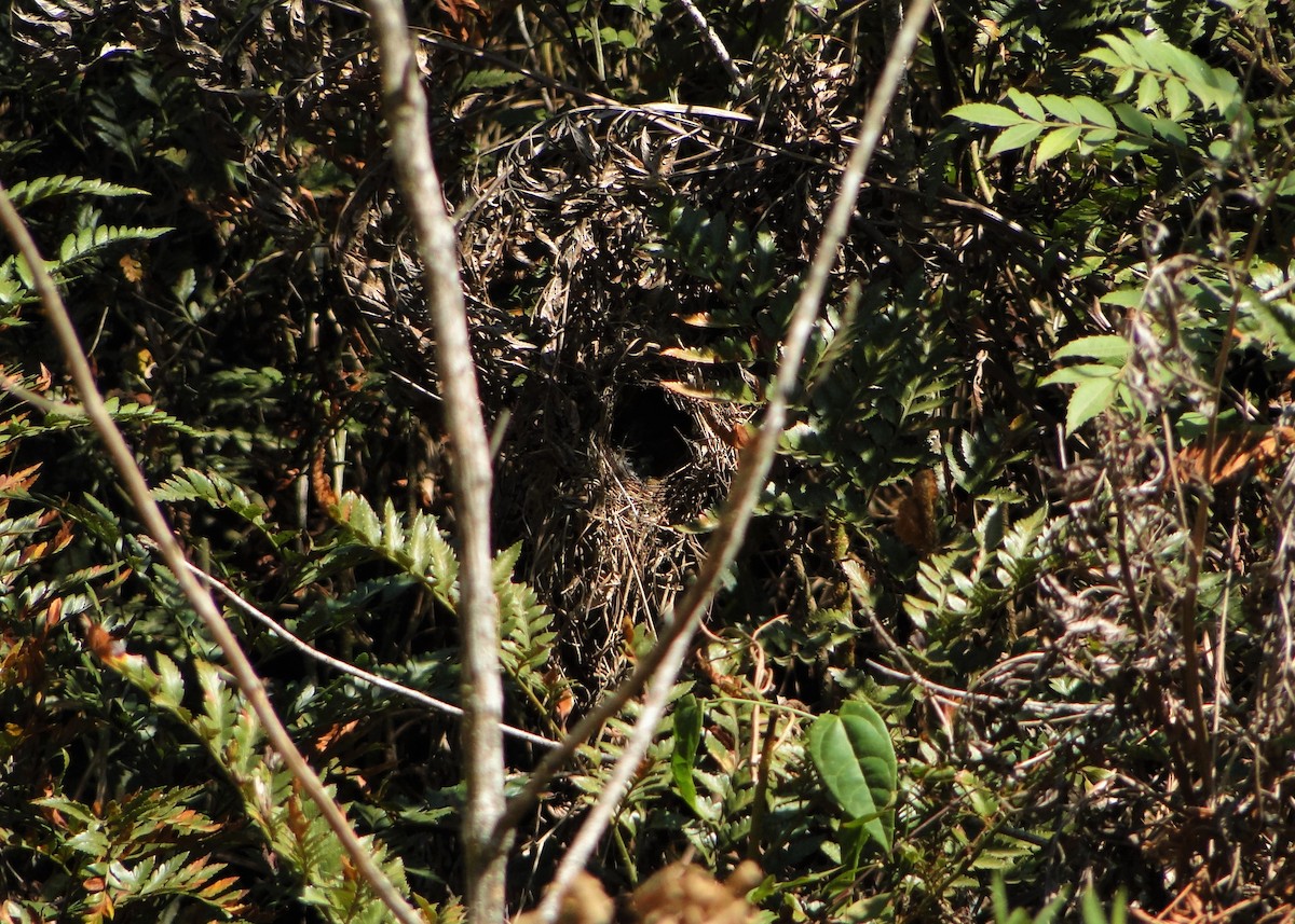 Mottle-cheeked Tyrannulet - ML214395621