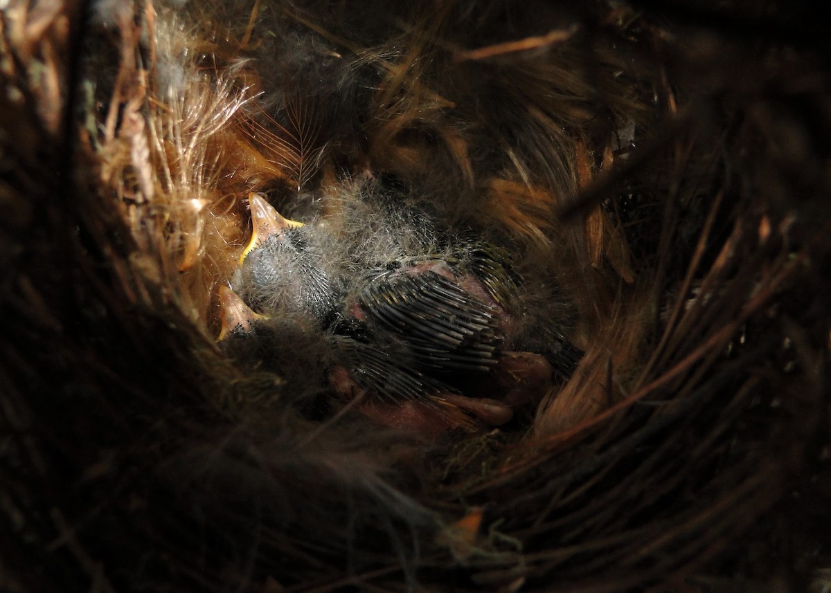 Mottle-cheeked Tyrannulet - ML214395921