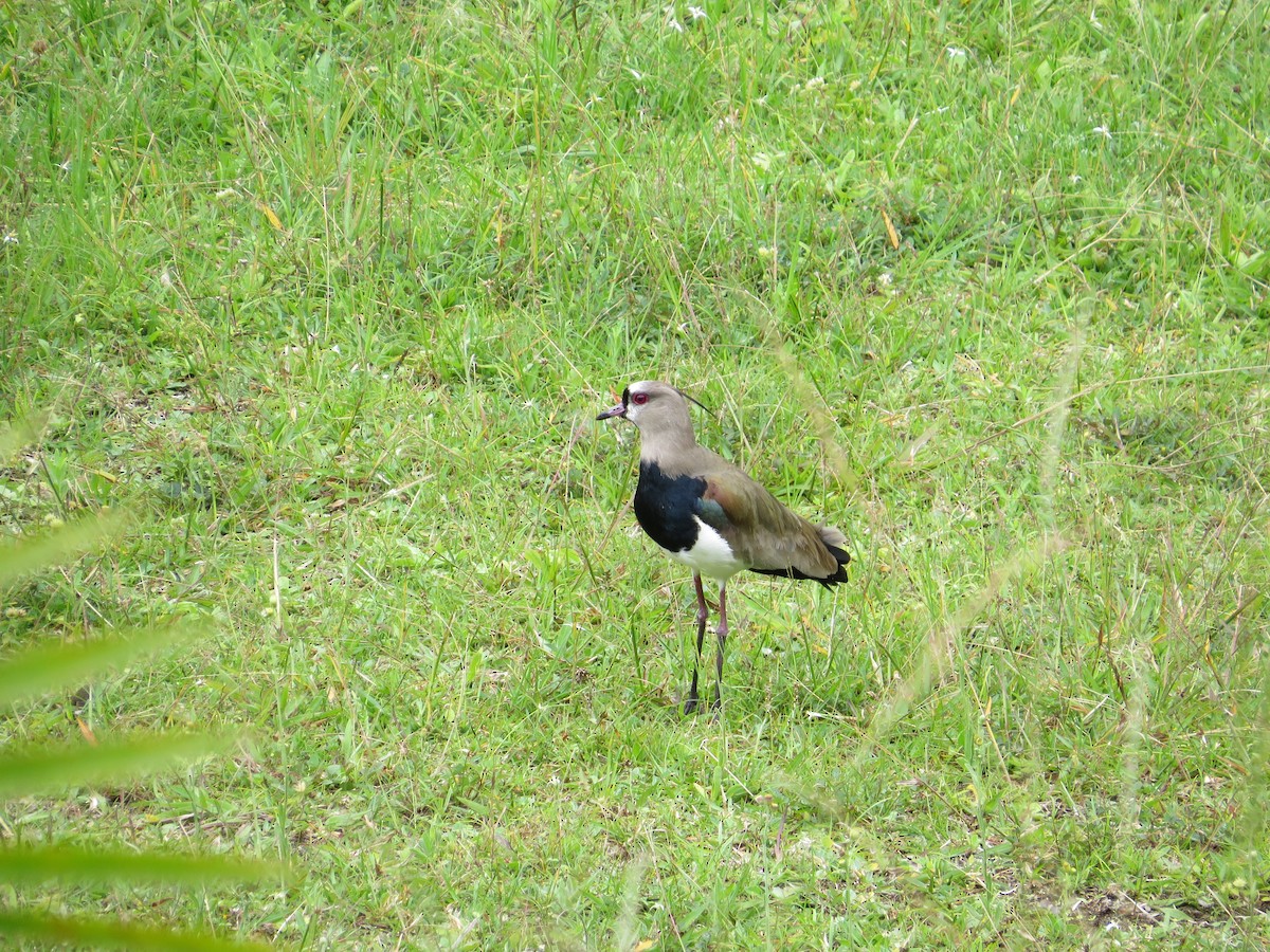 Southern Lapwing - Wieland Feuerabendt