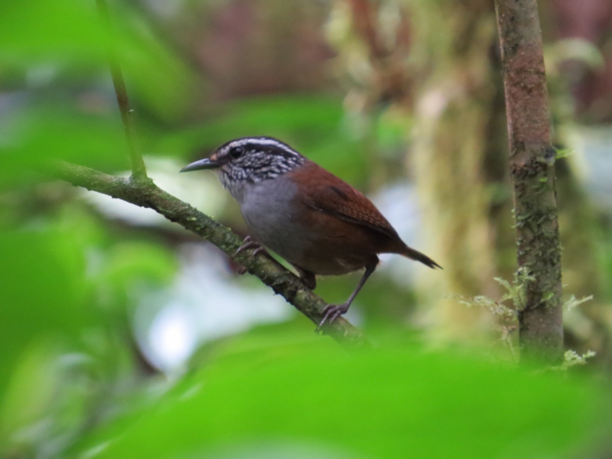 Gray-breasted Wood-Wren - ML214396651