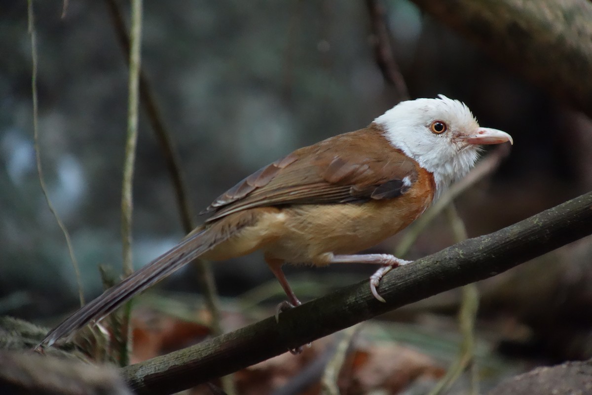 Collared Babbler - Tomohiro Iuchi