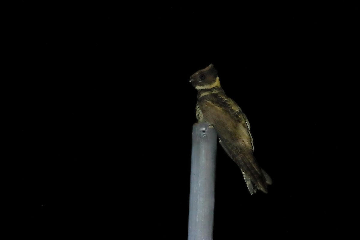 Great Eared-Nightjar - ML214396741