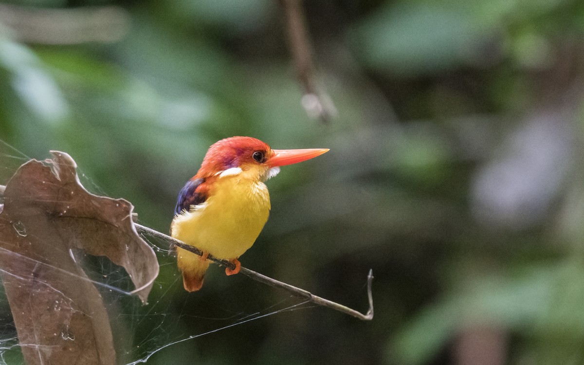 Rufous-backed Dwarf-Kingfisher - ML214396891