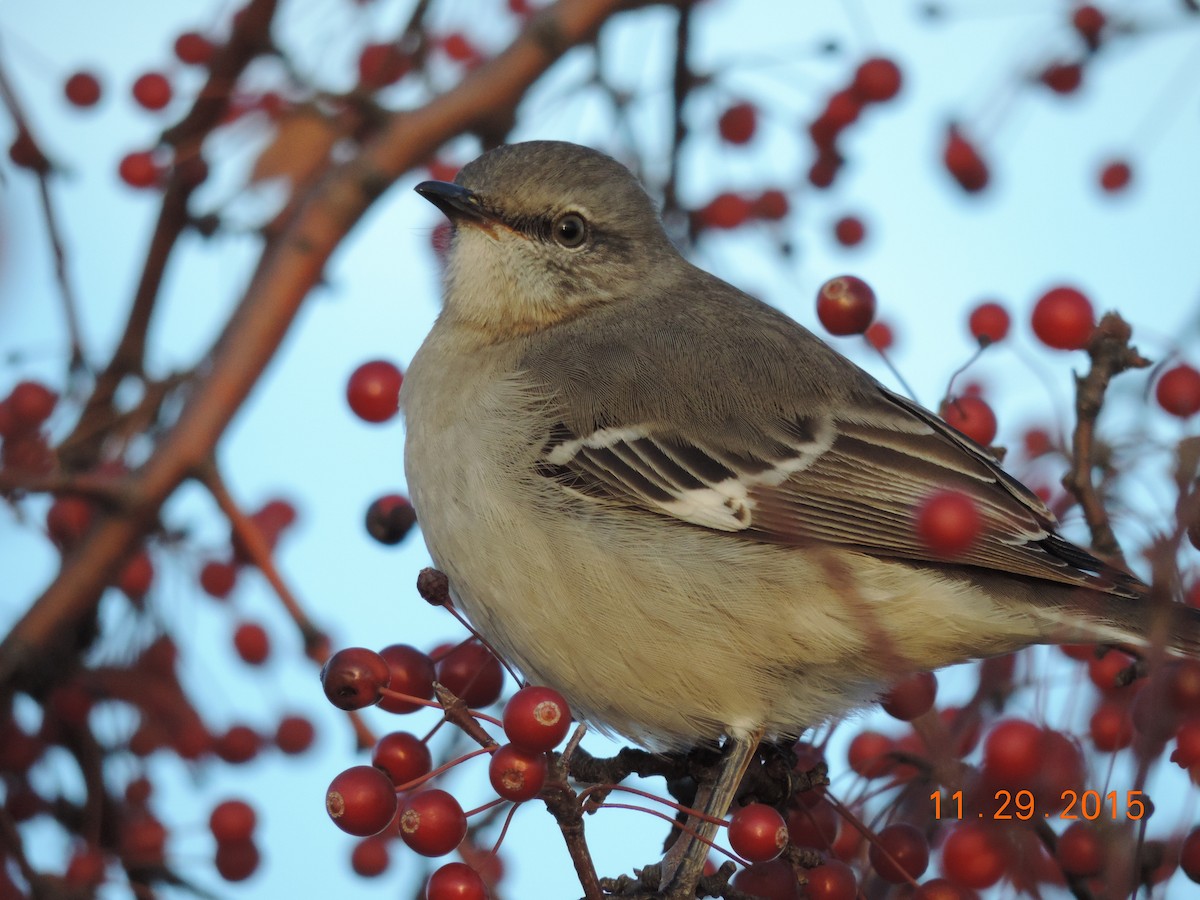 Northern Mockingbird - Rich Brown