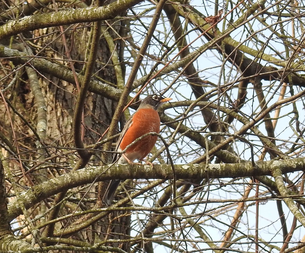 American Robin - ML214398371