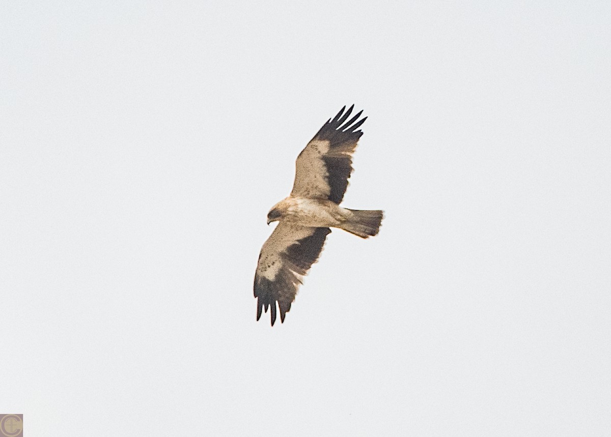 Booted Eagle - ML214398401