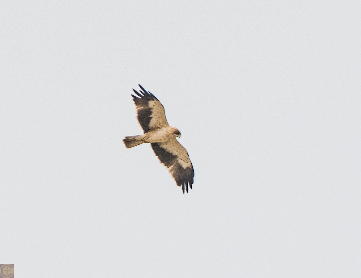 Booted Eagle - ML214398411