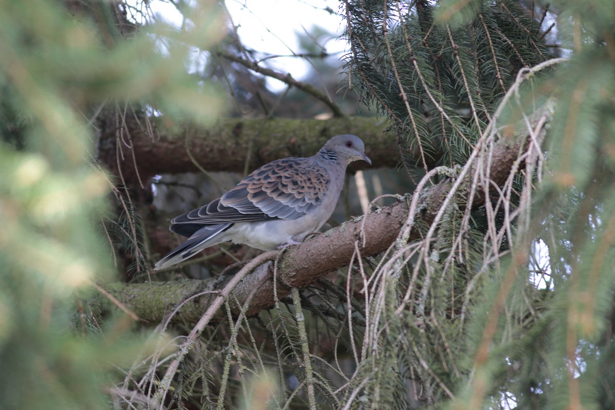 Oriental Turtle-Dove - ML214398691