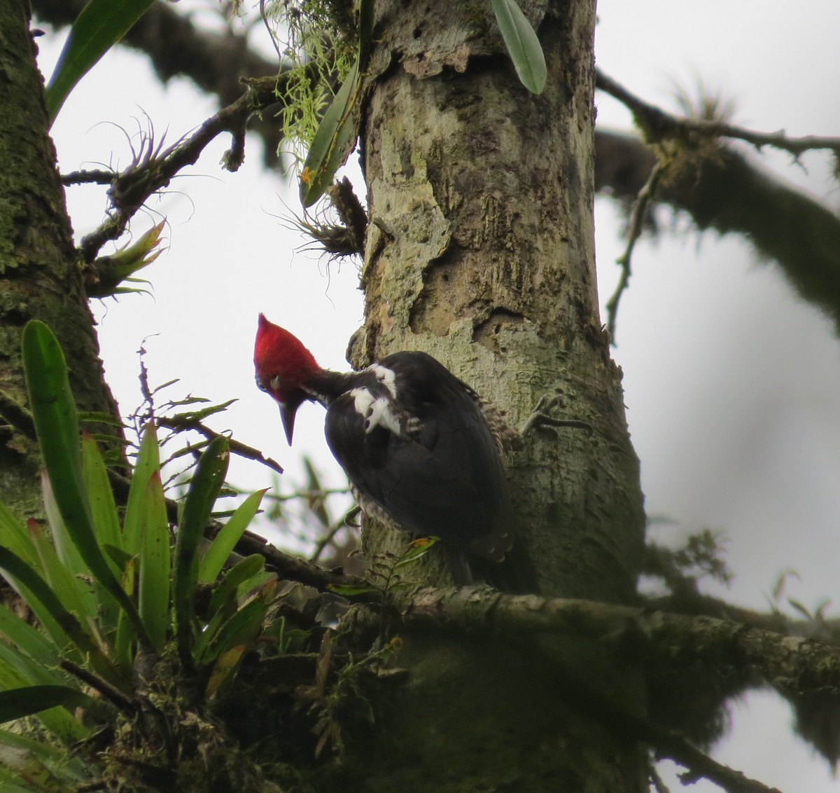 Crimson-crested Woodpecker - Wieland Feuerabendt