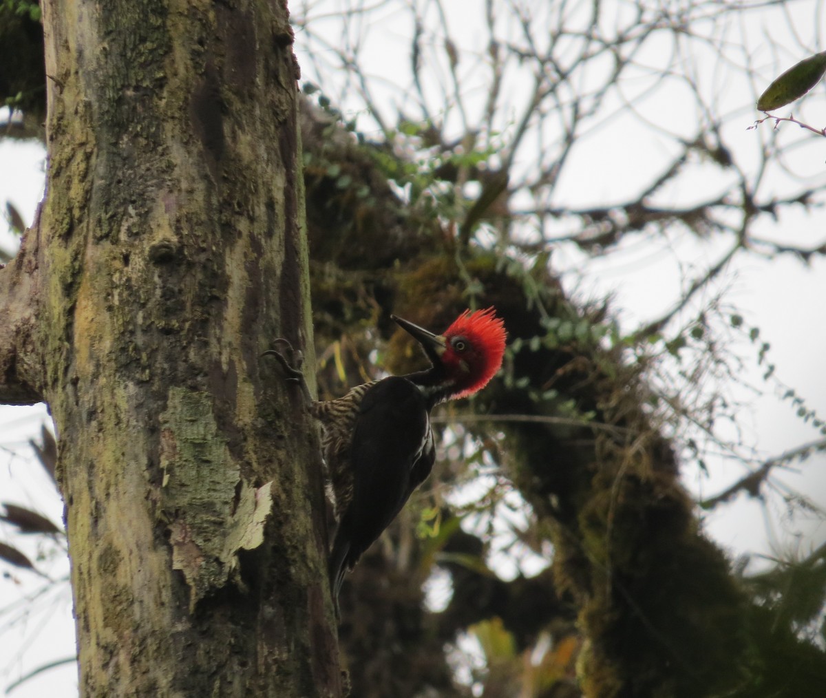 Crimson-crested Woodpecker - Wieland Feuerabendt