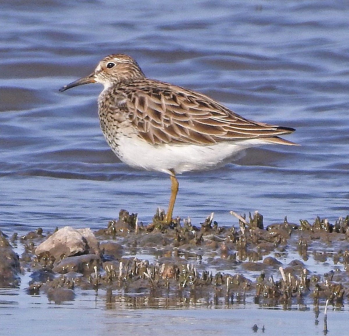 Pectoral Sandpiper - Hugo Hulsberg