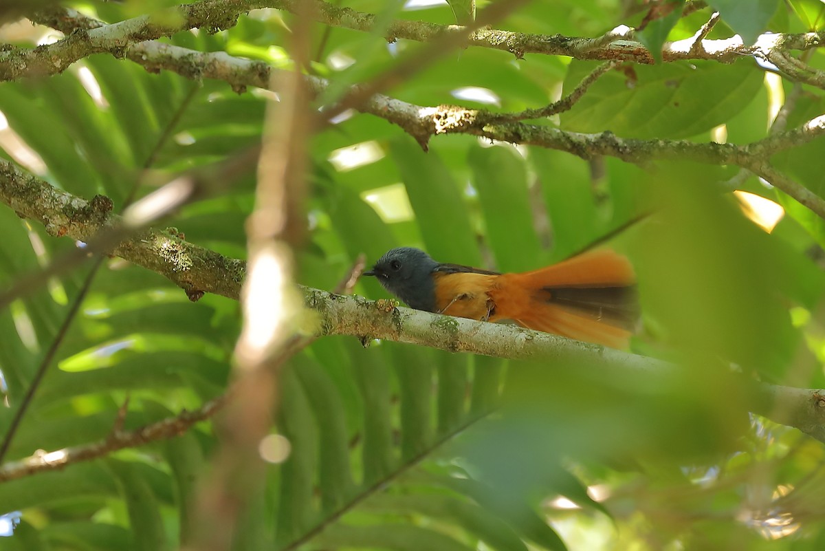 Blue-headed Fantail - ML214400781