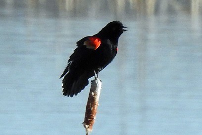 Red-winged Blackbird - ML214401871
