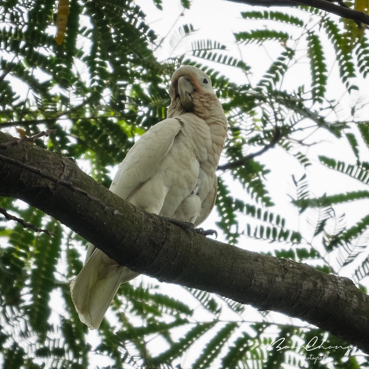 Tanimbar Corella - Boon Chong Chen