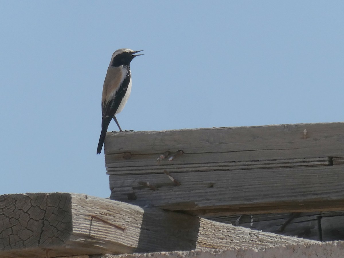 Desert Wheatear - ML214403981