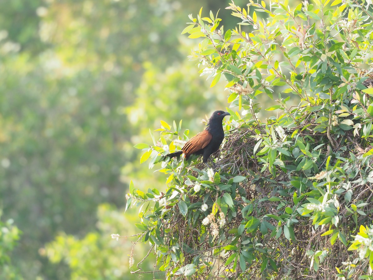 Greater Coucal - Marc Choisy