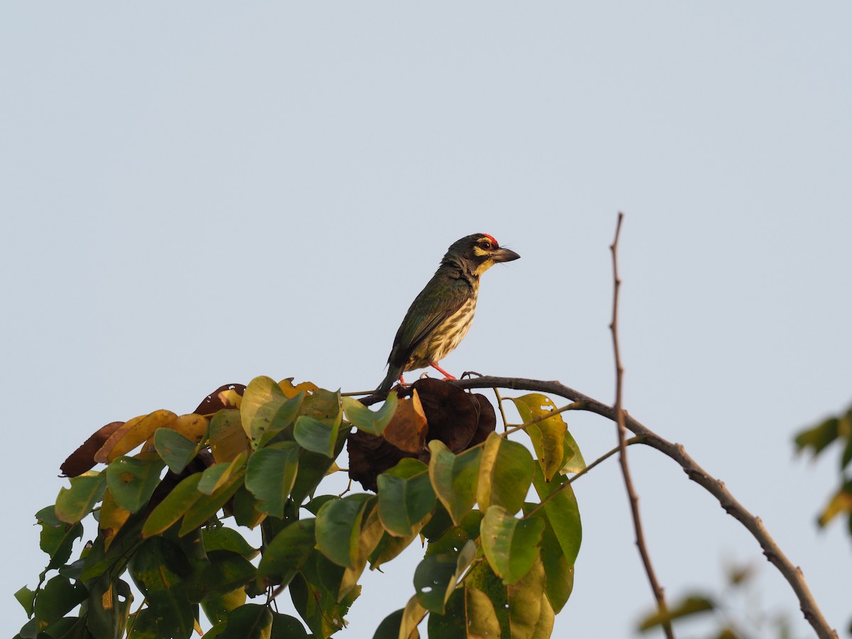 Coppersmith Barbet - ML214405451