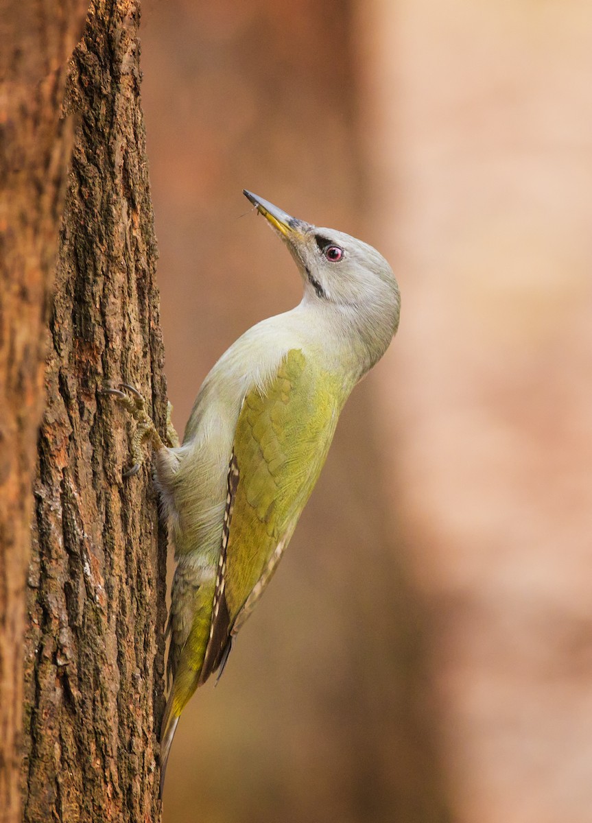 Gray-headed Woodpecker - ML214406371
