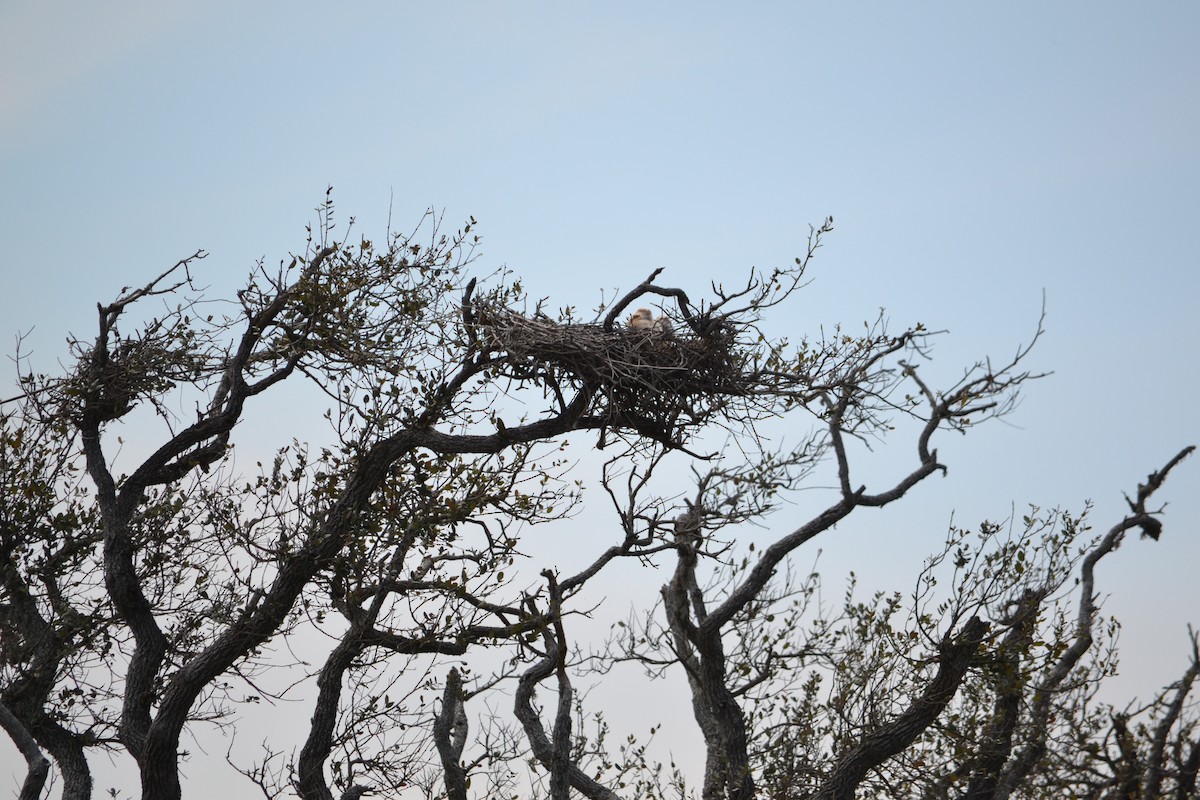 Great Horned Owl - Kristin Livingston