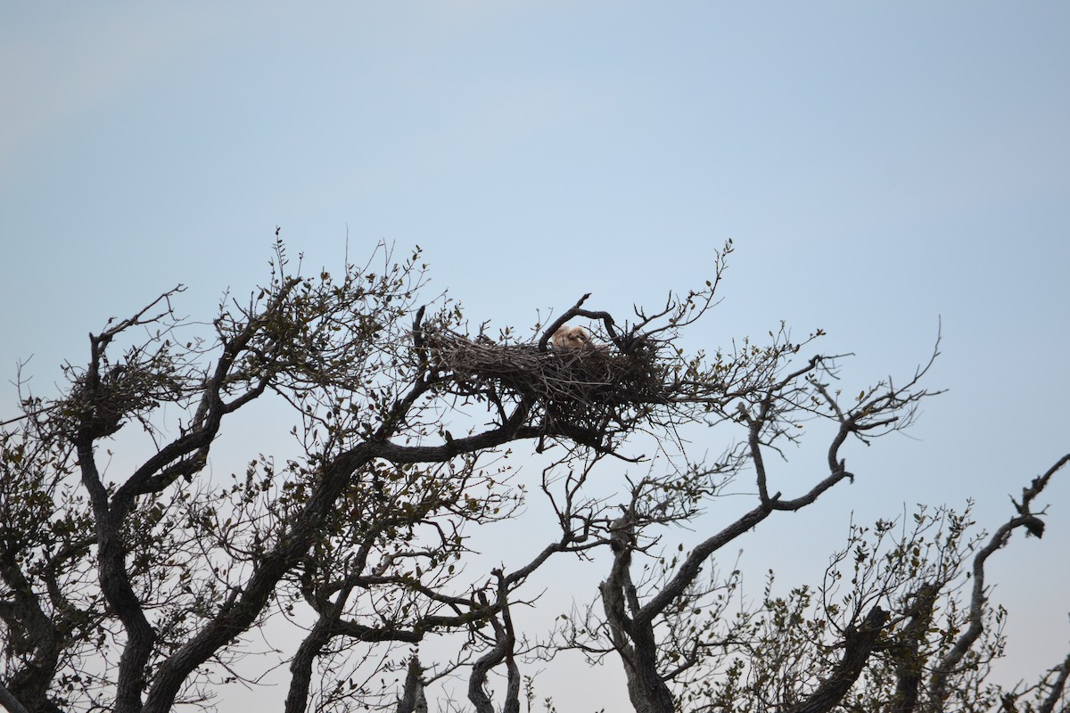 Great Horned Owl - Kristin Livingston