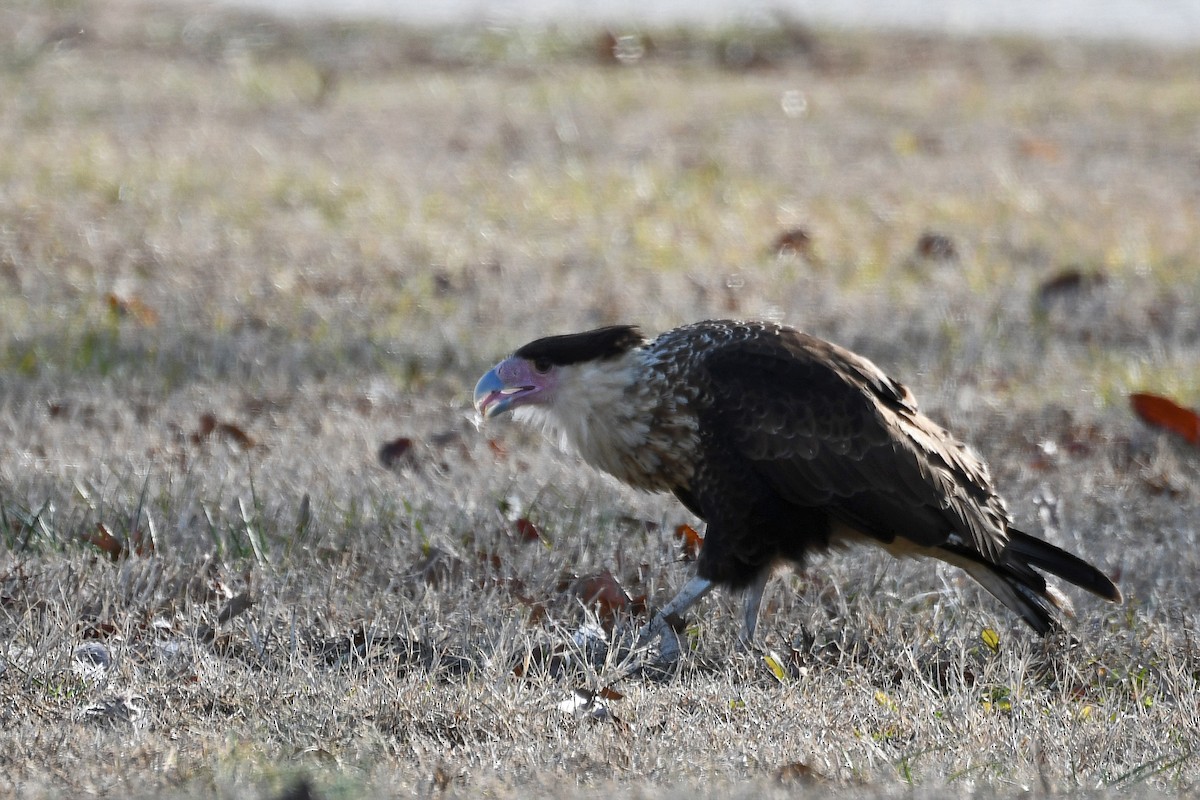 Crested Caracara (Northern) - ML214409771