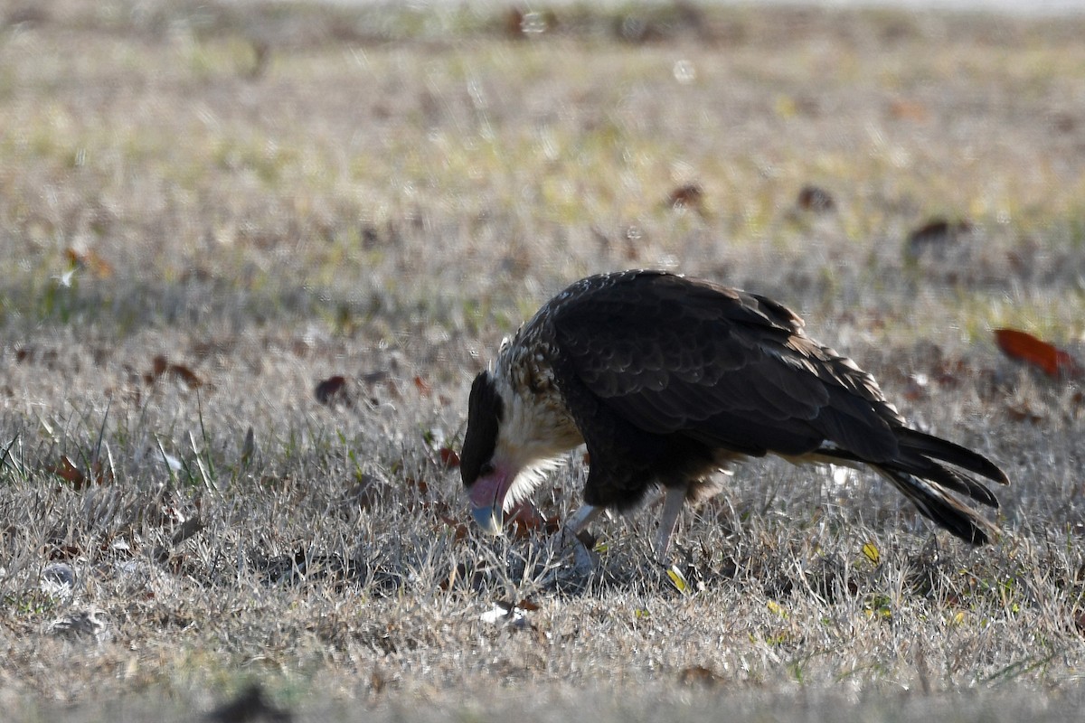 Crested Caracara (Northern) - ML214409781