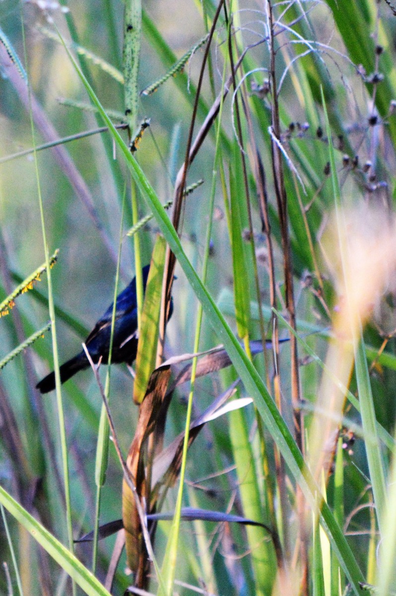 Blue-black Grassquit - silvia sokolovsky