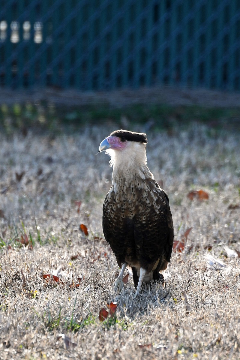 Crested Caracara (Northern) - ML214411351
