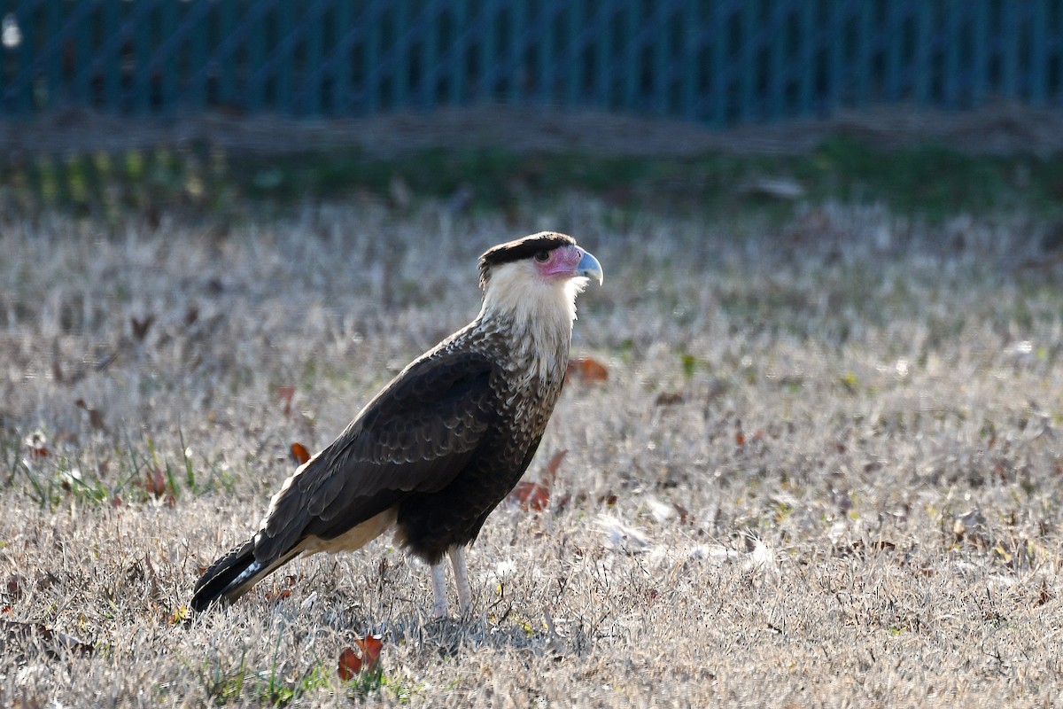 Crested Caracara (Northern) - ML214411381