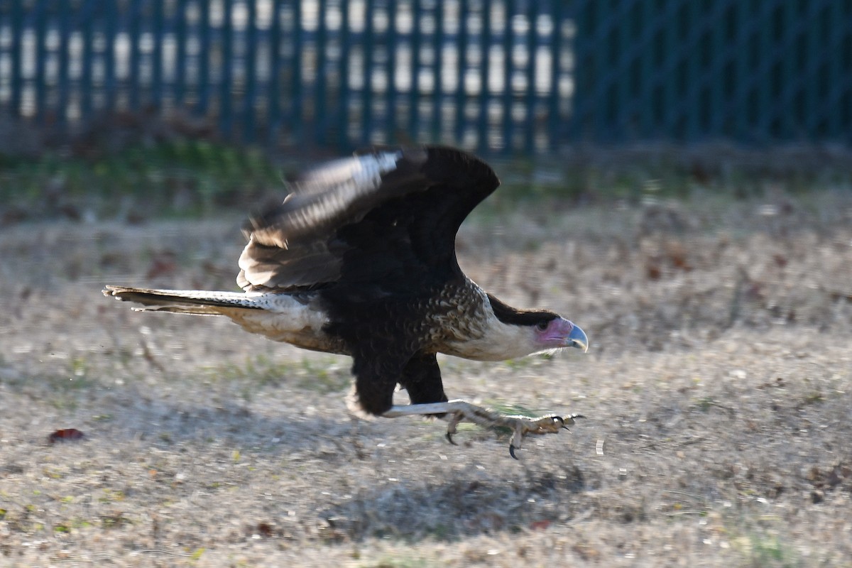 Crested Caracara (Northern) - ML214411411