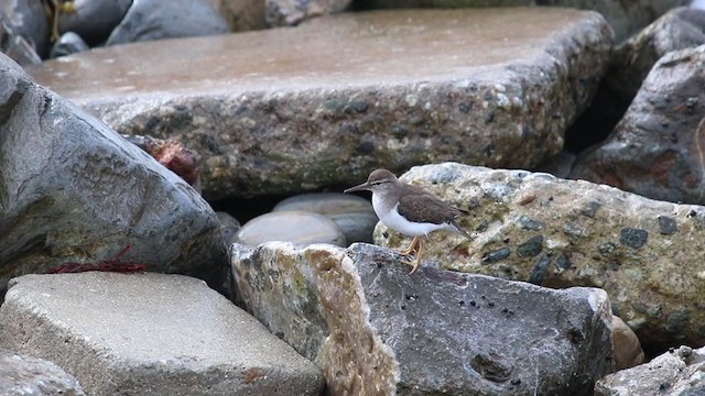 Spotted Sandpiper - ML214411971