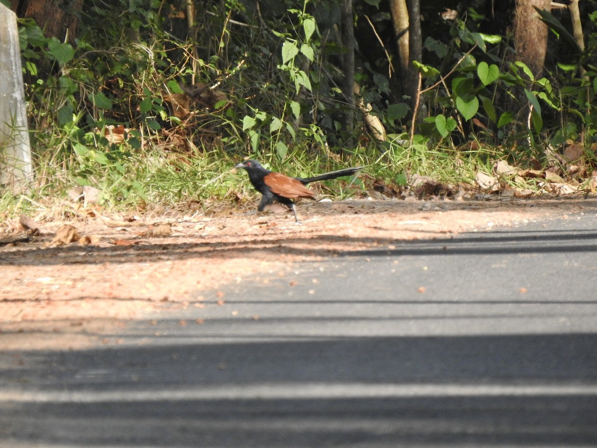 Greater Coucal - ML214412461