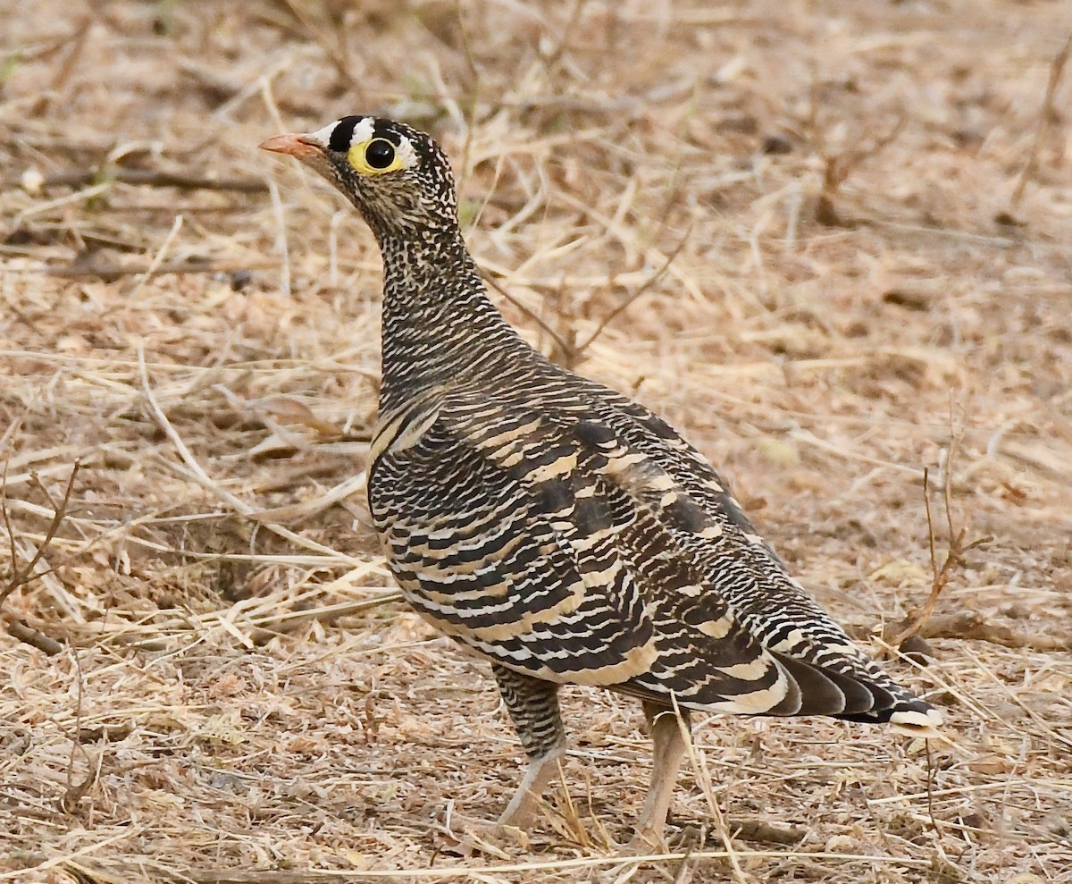 Lichtenstein's Sandgrouse - ML214412721