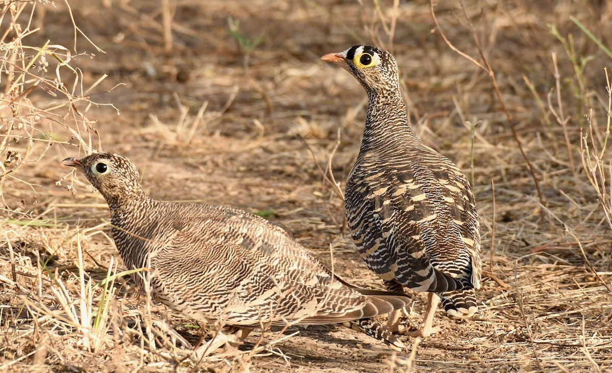 Lichtenstein's Sandgrouse - ML214412741