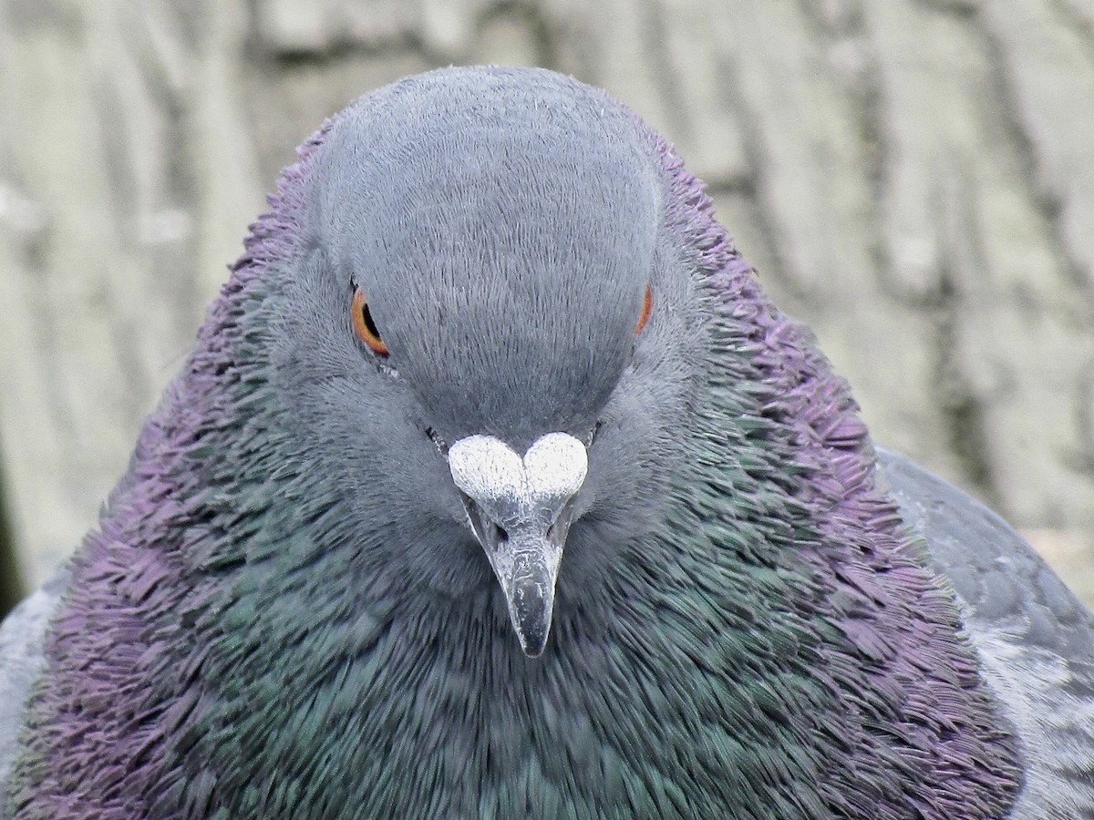 Rock Pigeon (Feral Pigeon) - ML214413721