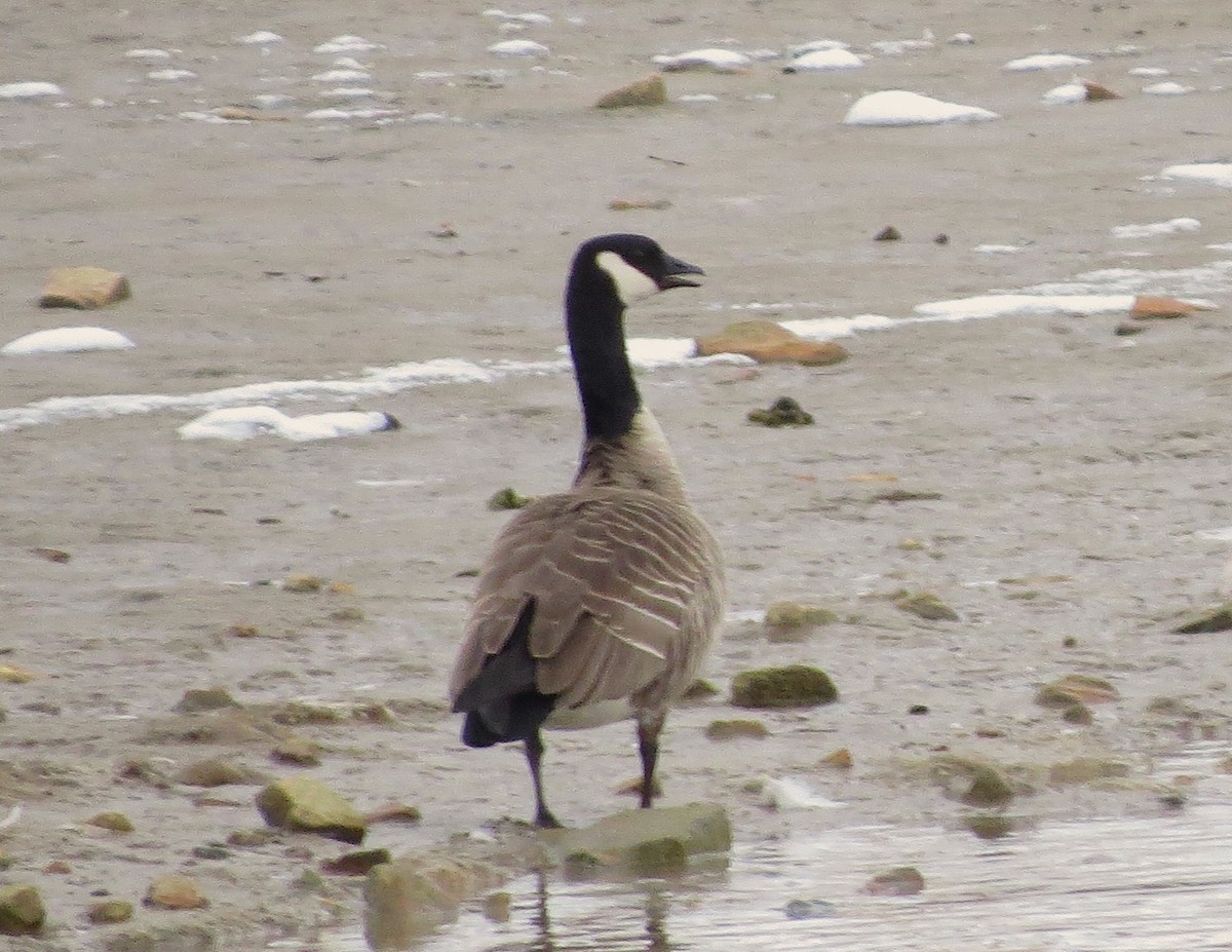 Cackling Goose (Richardson's) - ML21441521