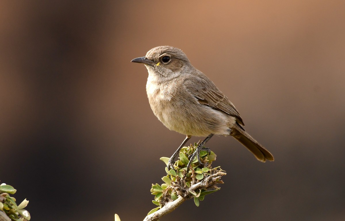 Sombre Rock Chat - Adam Dudley