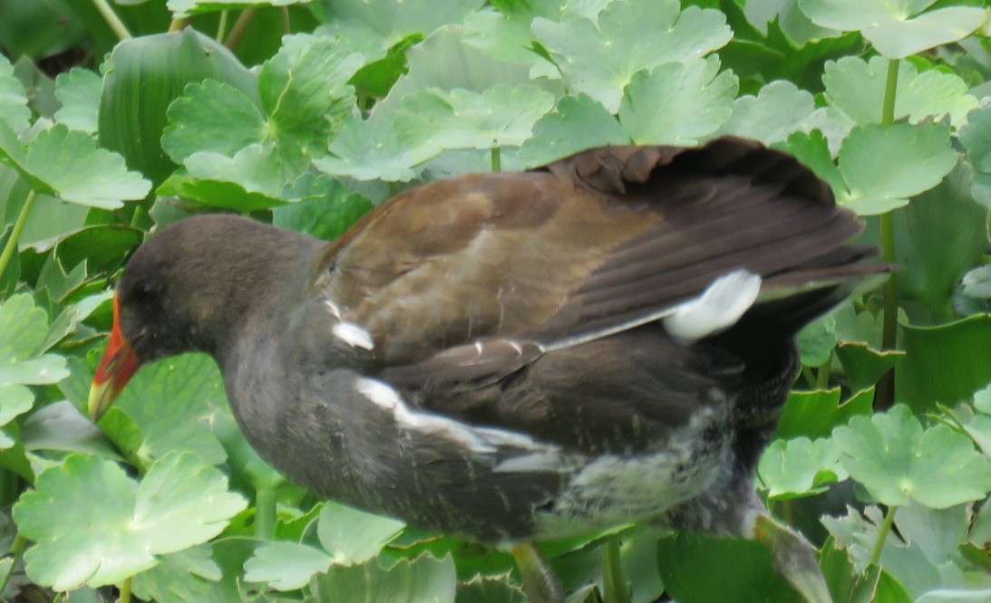 Common Gallinule - ML214417461