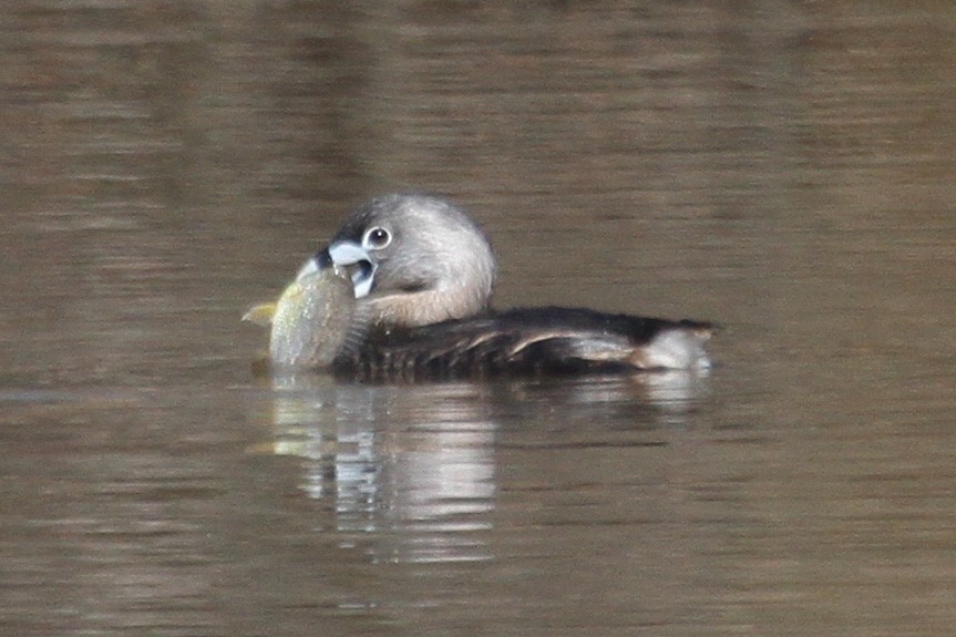 Pied-billed Grebe - ML214417481