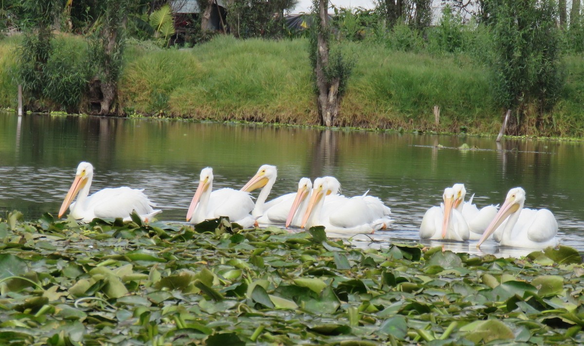 American White Pelican - Ralph Gault