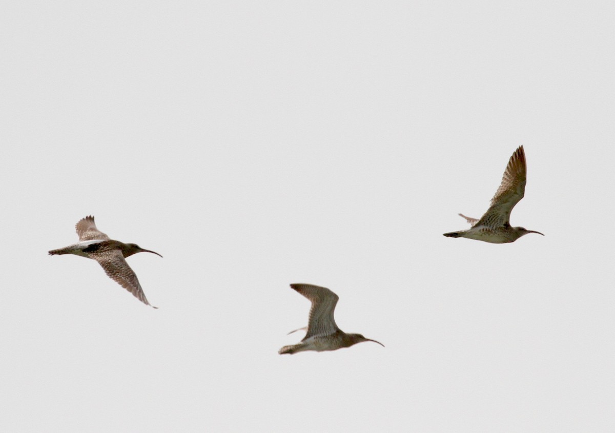 Whimbrel - ML214420181