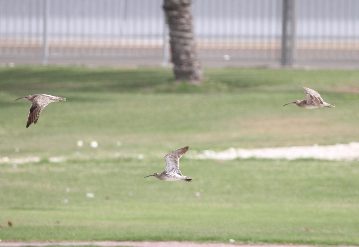 Whimbrel - ML214420201