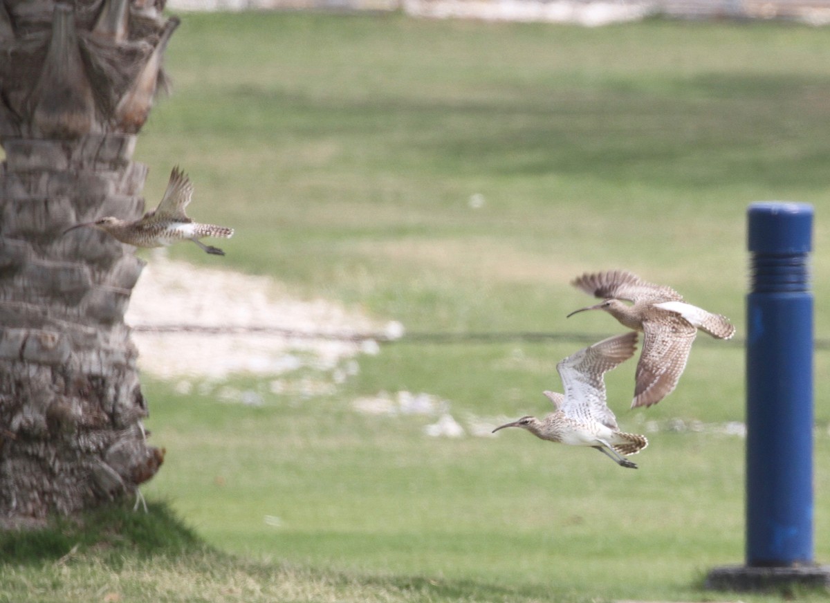 Whimbrel - ML214420301