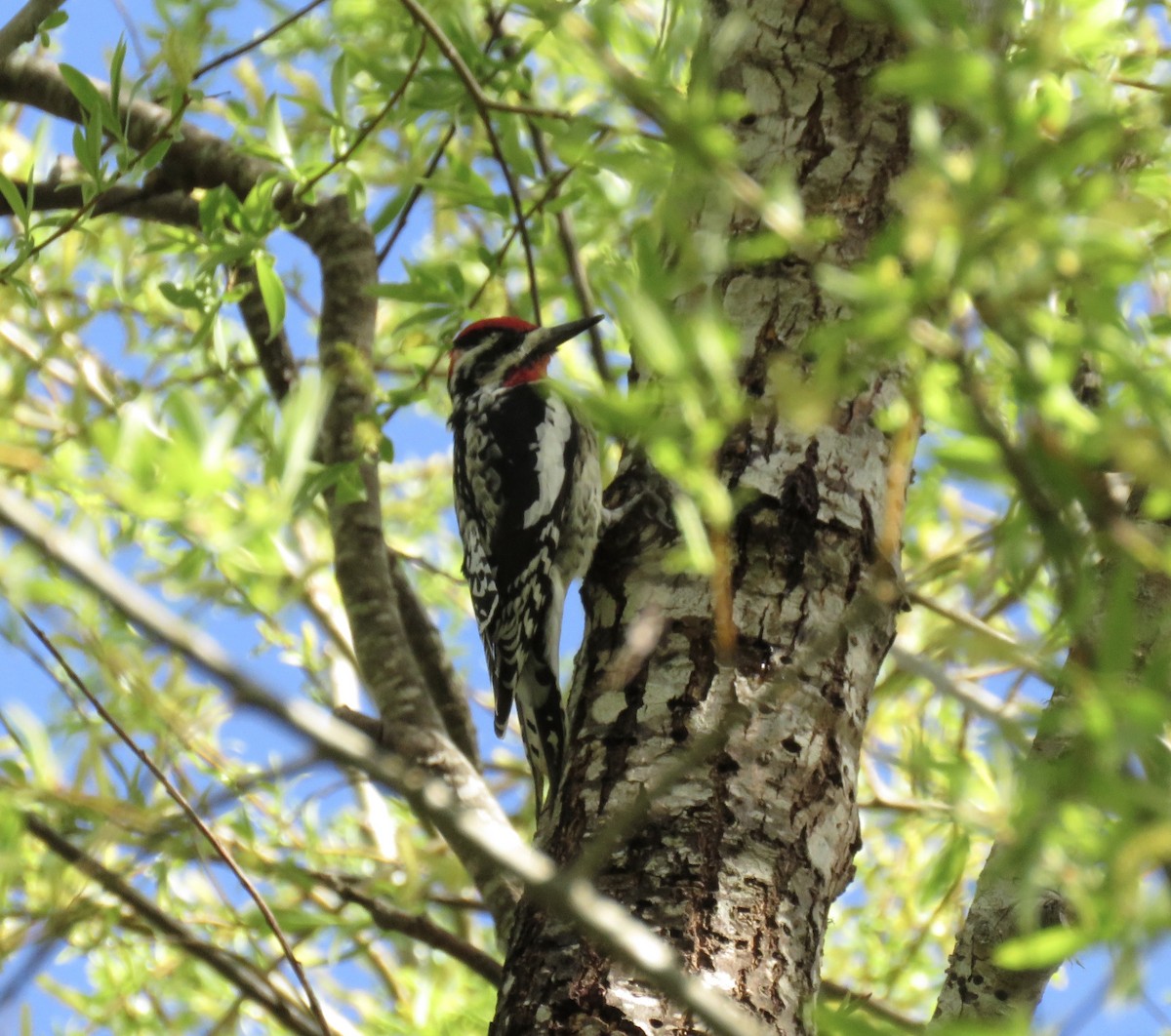 Red-naped Sapsucker - ML214420451