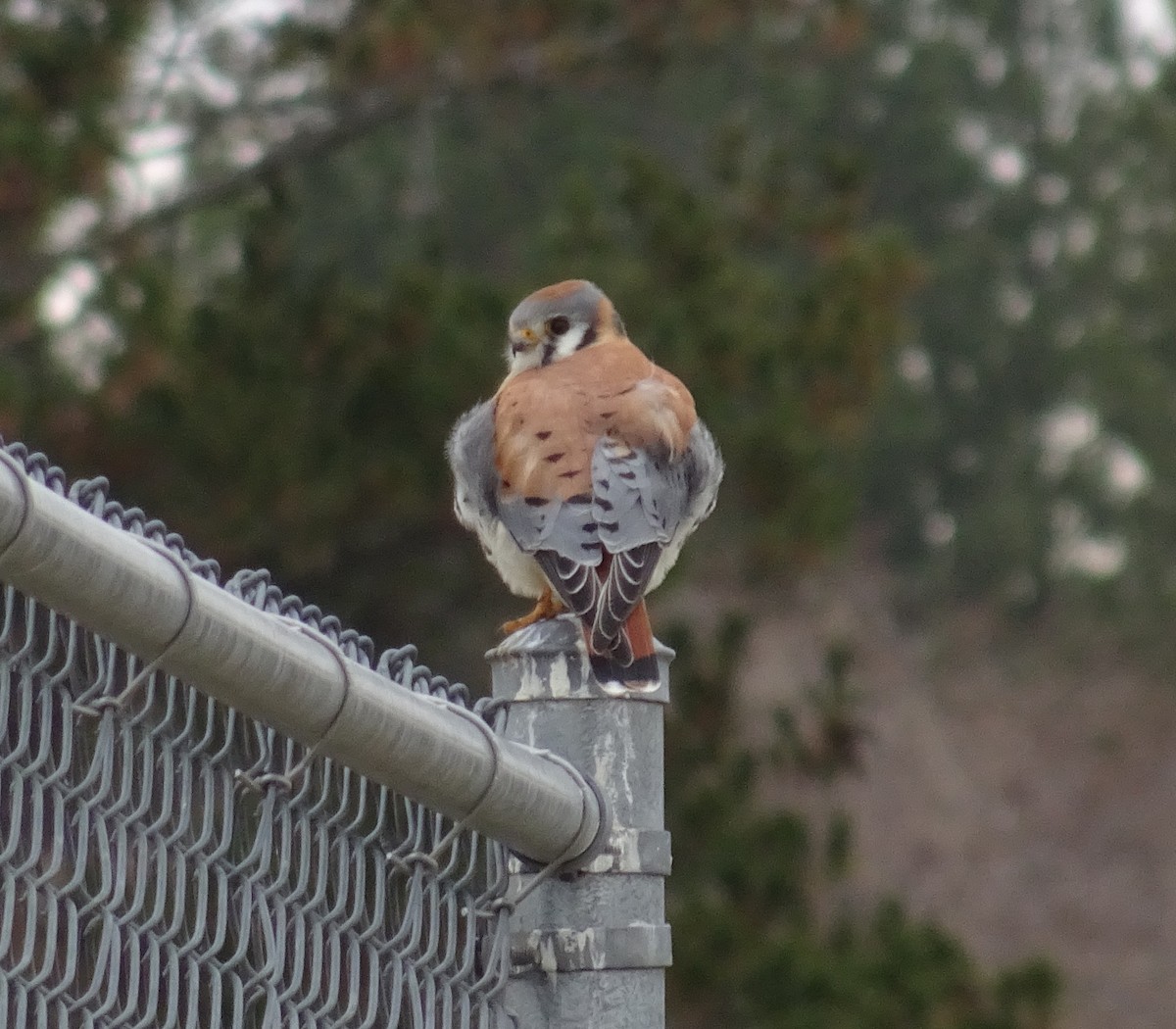 American Kestrel - ML214420801