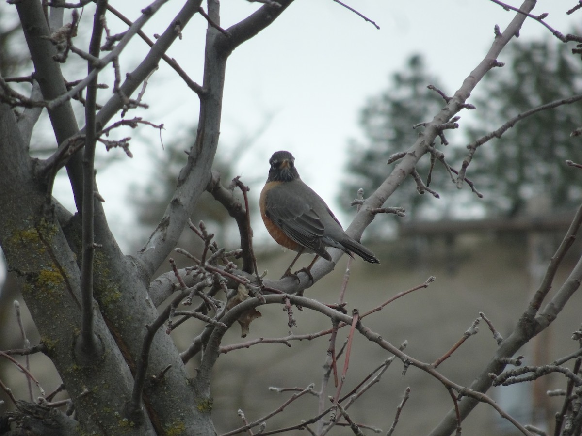 American Robin - ML214421121